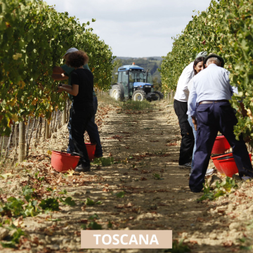 Caprili Montalcino Visita in cantina e degustazione
